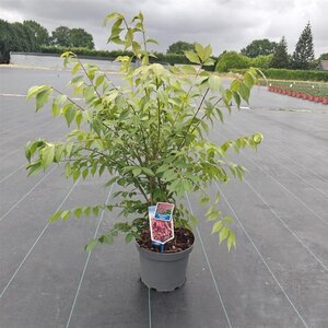 Euonymus alatus 30-40 cm cont. 5,0L - afbeelding 3