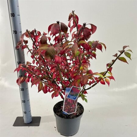 Euonymus alatus 30-40 cm cont. 5,0L - afbeelding 4