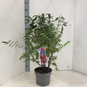 Euonymus alatus 30-40 cm cont. 5,0L - afbeelding 5