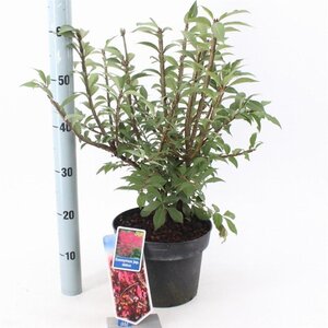 Euonymus alatus 30-40 cm cont. 5,0L - afbeelding 6