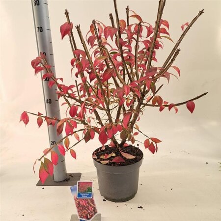 Euonymus alatus 30-40 cm cont. 5,0L - afbeelding 7