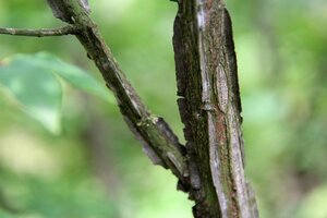 Euonymus alatus 30-40 cm met kluit - afbeelding 6