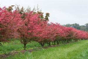 Euonymus alatus 30-40 cm RB