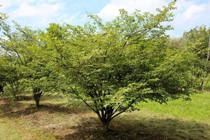 Euonymus alatus 30-40 cm RB - image 2