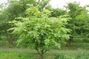 Euonymus alatus 30-40 cm RB - image 3