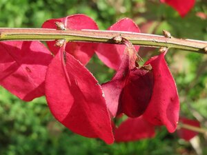 Euonymus alatus 30-40 cm RB - image 4
