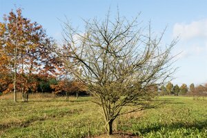 Euonymus alatus 30-40 cm RB - image 5