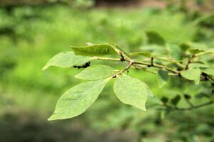 Euonymus alatus 30-40 cm RB - image 8