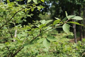 Euonymus alatus 30-40 cm RB - image 9