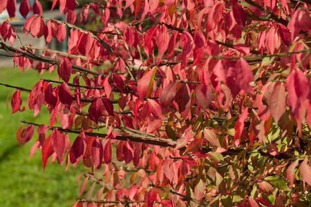 Euonymus alatus 60-80 cm cont. 15L - afbeelding 7