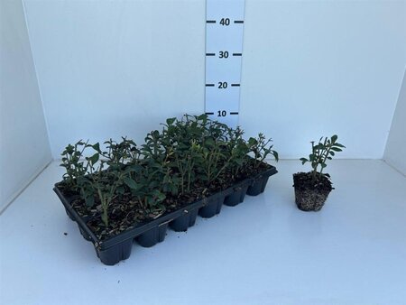 Euonymus alatus geen maat specificatie 0,55L/P9cm - afbeelding 10