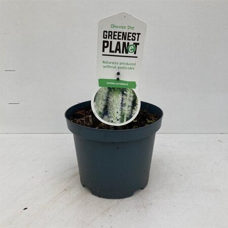 Eucomis autumnalis 30-40 cm cont. 3,0L - afbeelding 1