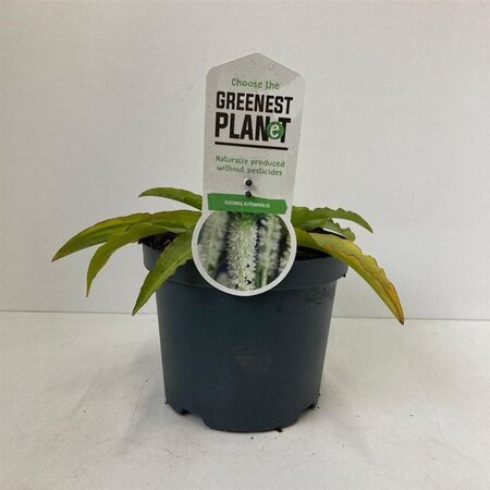 Eucomis autumnalis 30-40 cm cont. 3,0L - afbeelding 2