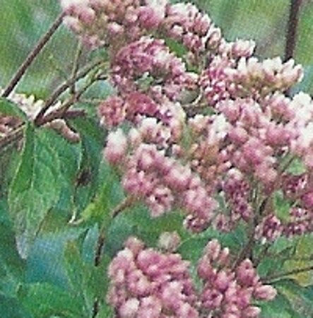 Eupatorium cannabinum 'Plenum' geen maat specificatie 0,55L/P9cm - afbeelding 1