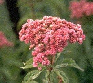 Eupatorium cannabinum 'Plenum' geen maat specificatie 0,55L/P9cm