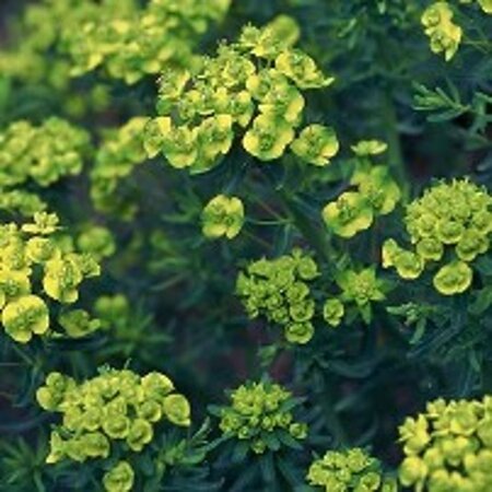 Euphorbia cyparissias geen maat specificatie 0,55L/P9cm - afbeelding 4