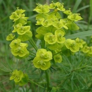 Euphorbia cyparissias geen maat specificatie 0,55L/P9cm - afbeelding 5