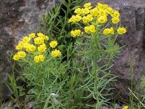Euphorbia cyparissias geen maat specificatie 0,55L/P9cm - afbeelding 6