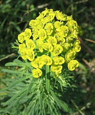 Euphorbia cyparissias geen maat specificatie 0,55L/P9cm - afbeelding 7