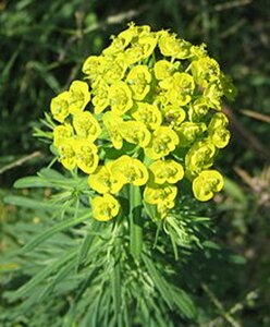 Euphorbia cyparissias geen maat specificatie 0,55L/P9cm - afbeelding 7