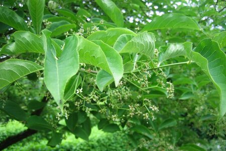 Euonymus europaeus 'Red Cascade' 40-60 cm cont. 3,0L - afbeelding 7