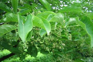 Euonymus europaeus 'Red Cascade' 40-60 cm cont. 3,0L - afbeelding 7