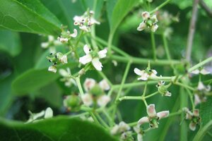 Euonymus europaeus 'Red Cascade' 60-80 cm cont. 3,0L