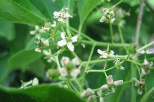 Euonymus europaeus 'Red Cascade' 60-80 cm cont. 3,0L - afbeelding 2