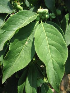 Euonymus europaeus 'Red Cascade' 60-80 cm cont. 3,0L - afbeelding 3