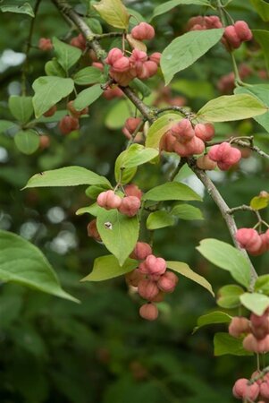 Euonymus europaeus 100-125 cm wortelgoed 3 tak struik - afbeelding 6