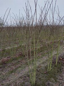 Euonymus europaeus 150-175 cm met kluit struik - afbeelding 9
