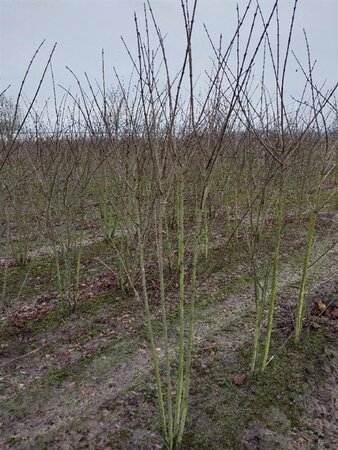Euonymus europaeus 150-175 cm RB bushes - image 9