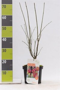 Euonymus europaeus 40-60 cm cont. 3,0L - afbeelding 4