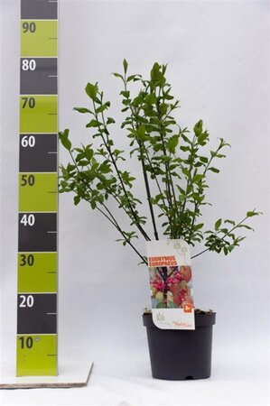 Euonymus europaeus 40-60 cm cont. 3,0L - afbeelding 3