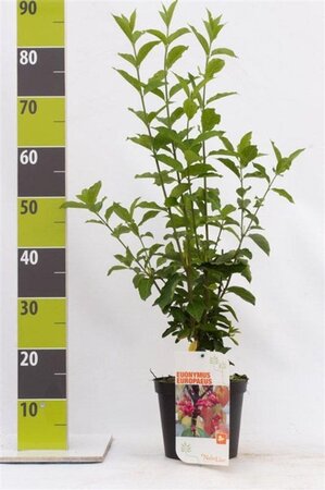 Euonymus europaeus 40-60 cm cont. 3,0L - afbeelding 2