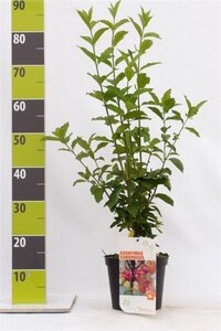 Euonymus europaeus 40-60 cm cont. 3,0L - afbeelding 2