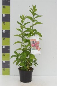 Euonymus europaeus 40-60 cm cont. 3,0L - afbeelding 12