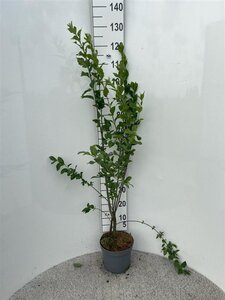 Euonymus europaeus 80-100 cm cont. 5,0L - afbeelding 11
