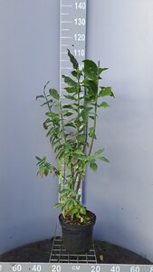 Euonymus europaeus 80-100 cm cont. 5,0L - afbeelding 3