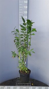 Euonymus europaeus 80-100 cm cont. 5,0L - afbeelding 2