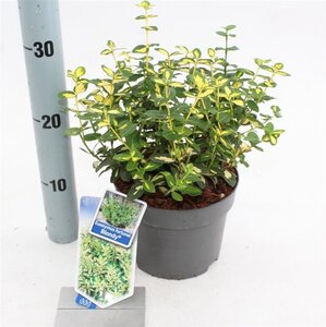 Euonymus fort. Blondy 20-25 cm cont. 2,0L