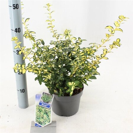 Euonymus fort. Blondy 20-25 cm cont. 2,0L - afbeelding 2