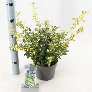 Euonymus fort. Blondy 20-25 cm cont. 2,0L - afbeelding 2