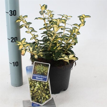 Euonymus fort. Blondy 20-25 cm cont. 2,0L - afbeelding 5
