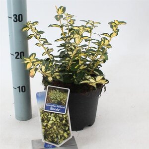 Euonymus fort. Blondy 20-25 cm cont. 2,0L - afbeelding 5