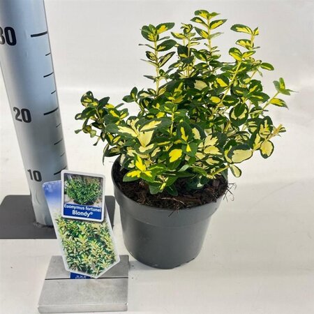 Euonymus fort. Blondy 20-25 cm cont. 2,0L - afbeelding 6