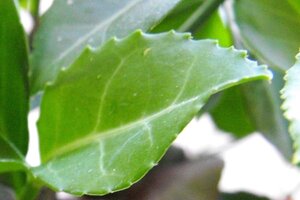 Euonymus fort. 'Coloratus' 25-30 cm cont. 1,5L - afbeelding 2