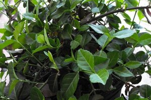 Euonymus fort. 'Coloratus' 40-60 cm cont. 3,0L - afbeelding 3