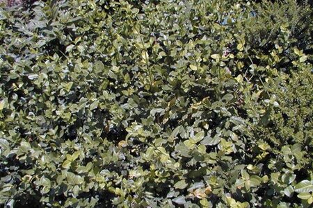 Euonymus fort. 'Dart's Blanket' 25-30 cm cont. 1,5L - afbeelding 2