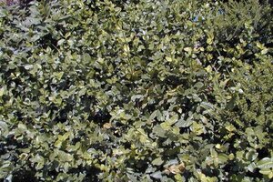 Euonymus fort. 'Dart's Blanket' 25-30 cm cont. 1,5L - afbeelding 2